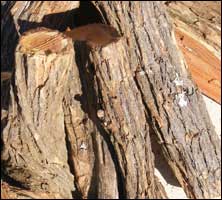 Braai Wood - Sekelbos